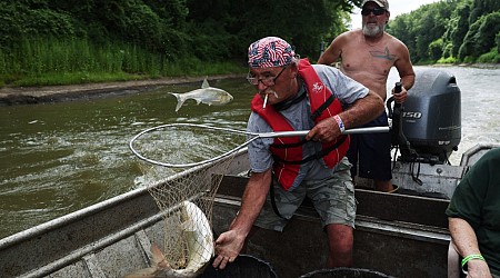 Chicago-area water pollution may be stalling invasive carp