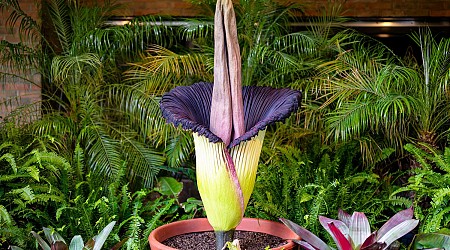 Scientists Discover What Makes the Corpse Flower Produce Its Rotting Flesh Stench