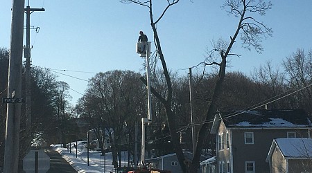 Michigan DNR gives over $224K for urban tree management in Manistee