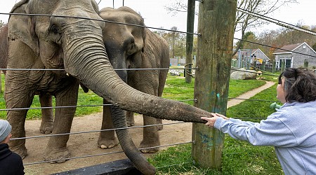 Suit claiming New Bedford zoo neglected elephants is dismissed