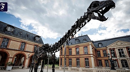 Dinosaurier-Skelett für sechs Millionen Euro versteigert