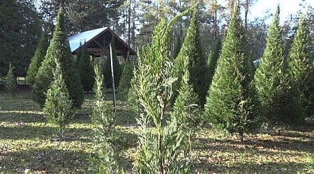 Here's what Helene did to the Christmas Tree market