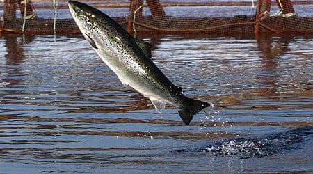 An environmental group files intent to sue a salmon farmer for pollution off Maine's coast