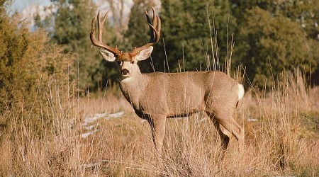 Husband and wife hit same deer just seconds apart