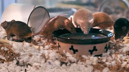 New Hampshire shelter faces ‘enormous’ breeding problem after man surrenders nearly 1,000 mice