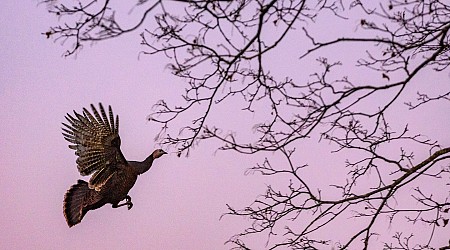 Call of the Wild Turkey, an essay by the Globe's Stan Grossfeld