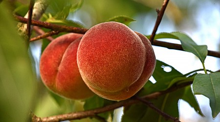 The Surprising Story of How Peaches Became an Icon of the U.S. Southeast