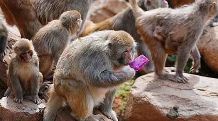 Tierische Flucht - Affen entkommen aus Forschungseinrichtung in Kalifornien