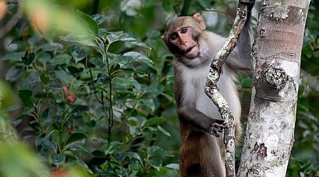 6 monkeys are still on the loose from a South Carolina compound after dozens escaped