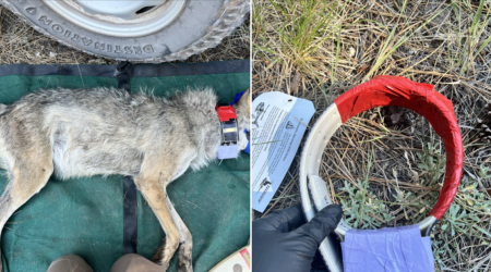 More than $100,000 reward offered after protected Mexican gray wolf found dead in Arizona