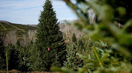 The White House's Christmas tree is a symbol of resilience for hurricane-hit North Carolina farms