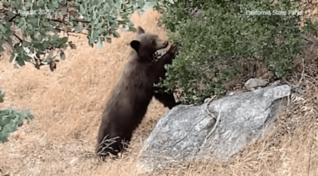 Bear shot, killed by homeowner in Southern California