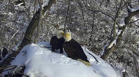 New eagle camera is going live in Minnesota to the delight of global viewers