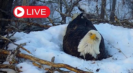 Minnesota DNR Adds New Eagle Cam for 2024