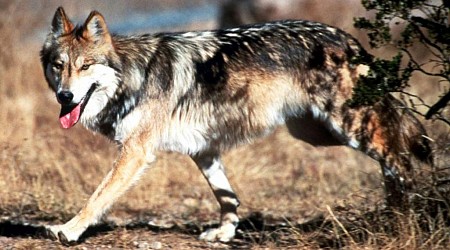 $100K reward offered after federally protected wolf found dead in Arizona