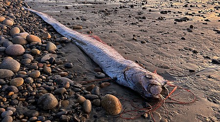 'Doomsday fish' returns to Southern California shores for the third time this year