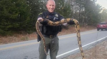 8-foot boa constrictor found wandering loose in Maine