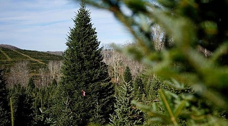 The White House’s Christmas tree is a symbol of resilience for hurricane-hit North Carolina farms