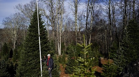 The White House Christmas Tree Will Come From Farm Hit by Hurricane Helene