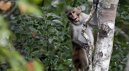 Monkeys May Have Been Released by Rogue Employee