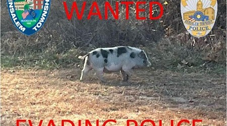 Pennsylvania police pursue persistent pig pedestrian