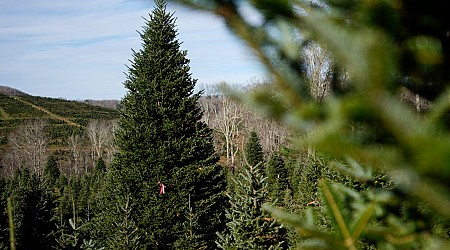 White House Christmas Tree Is a Symbol of Resilience for Hurricane-Hit North Carolina Farms