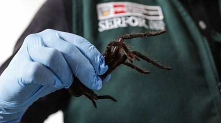 Smuggler arrested with 300 tarantulas strapped to his body