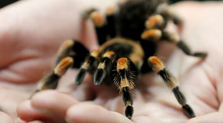 Schmuggel aufgedeckt - Flughafen-Zöllner stoppen Mann mit über 300 giftigen Spinnen am Körper