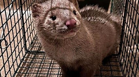 Two arrested after allegedly releasing hundreds of mink