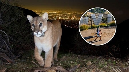 California Mountain Lions Are Changing Their Hours Because of Humans