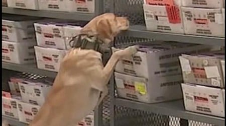 WATCH: Explosive detection dog sniffs for bombs at L.A. county registrar’s office