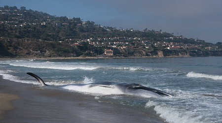 Nearly 50-Foot, Endangered Fin Whale Washes Ashore in Alaska