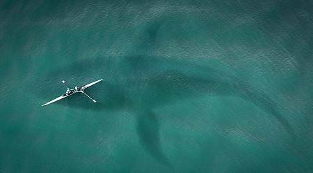 Fact Check: 65-Foot 'Kodiak Sharks' Weren't Discovered in Lake Michigan