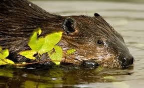 Beaver attacks fisherman in Raritan River, police say