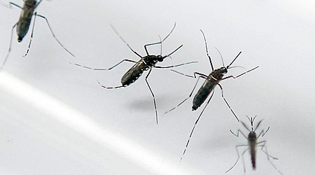 L’épidémie de dengue est déclarée en Guadeloupe