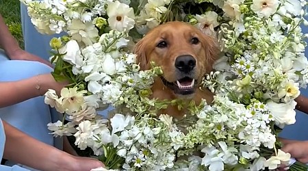 WATCH: Adorable dog wears bouquet as flower girl at wedding