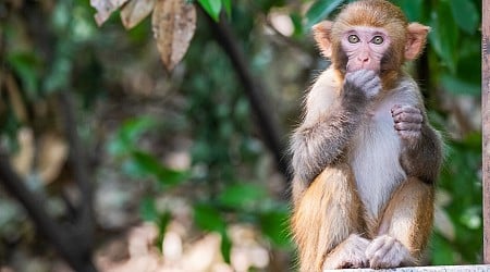 South Carolina Residents Told to Secure Their Homes After 43 Monkeys Escape Lab