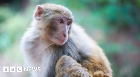 Forty-three monkeys escape from US research lab