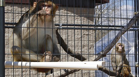 Dozens of monkeys escape from South Carolina research facility