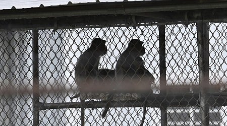 43 lab monkeys escaped in South Carolina. They have a legal claim to freedom.