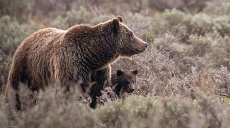 Heartbreak As Iconic Grand Teton Grizzly Bear 399 Killed By Car