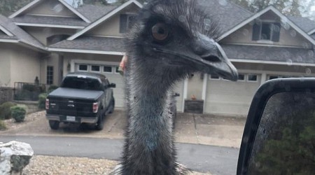 Officials seek emu on the loose in Arkansas village