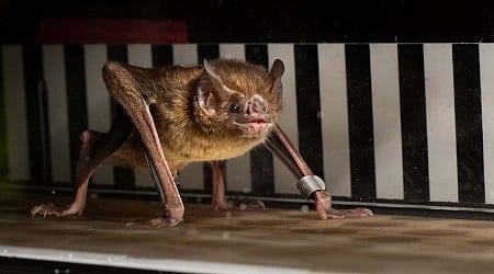 Vampire bats run on a treadmill to reveal their strange metabolism