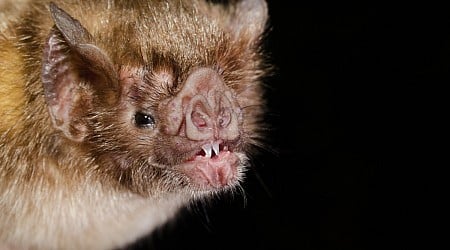 De nouveaux secrets des chauves-souris vampires révélés grâce à des tapis roulants