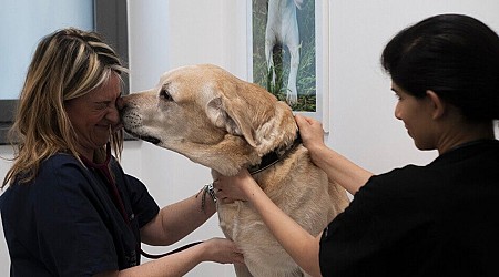 Emilia Romagna, creare ambulatori veterinari sociali: una questione di grande rilevanza pubblica