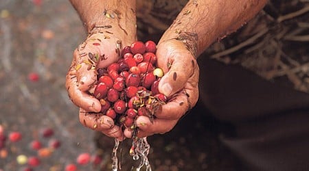 The Massachusetts cranberry industry? It's kind of a bog deal.