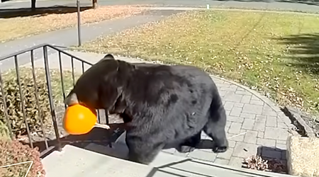 Black Bear Steals a Halloween Pumpkin From a Front Porch in Connecticut