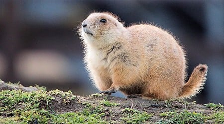 The 24-Hour Gopher Experiment That Brought Life Back to Mount St. Helens