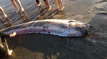 A mythical harbinger of doom washes up on a California beach