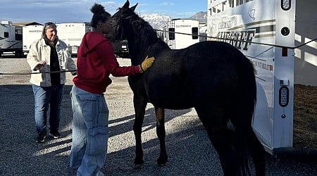 Loose horse wrangled after running on Utah highway